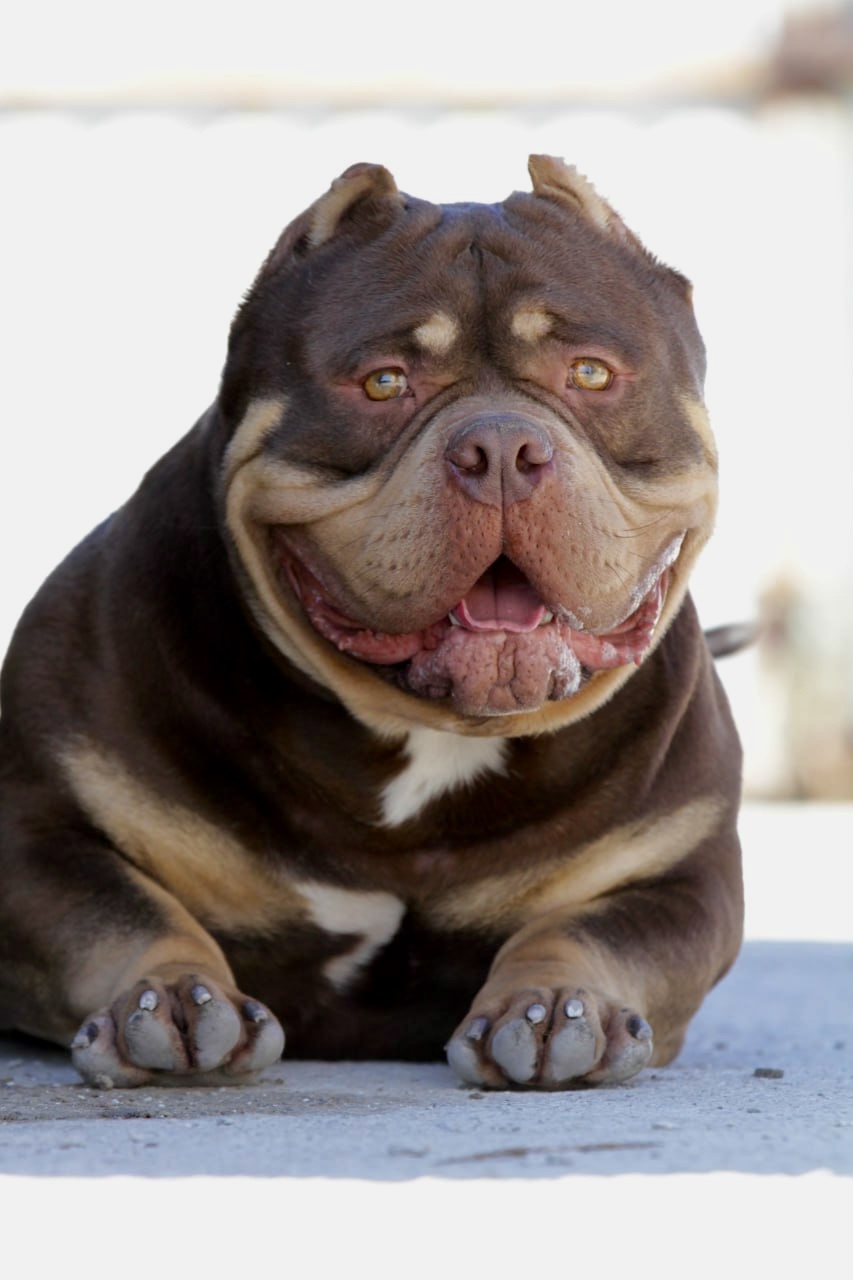 American Bully — Night Drakula Kennel